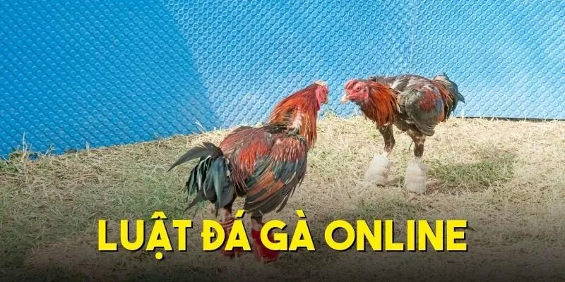 Luật Đá Gà Online - Chi Tiết Từ A Đến Z Cho Người Mới